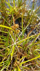 Carex flaviformis