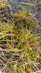 Carex flaviformis