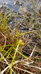 Carex flaviformis