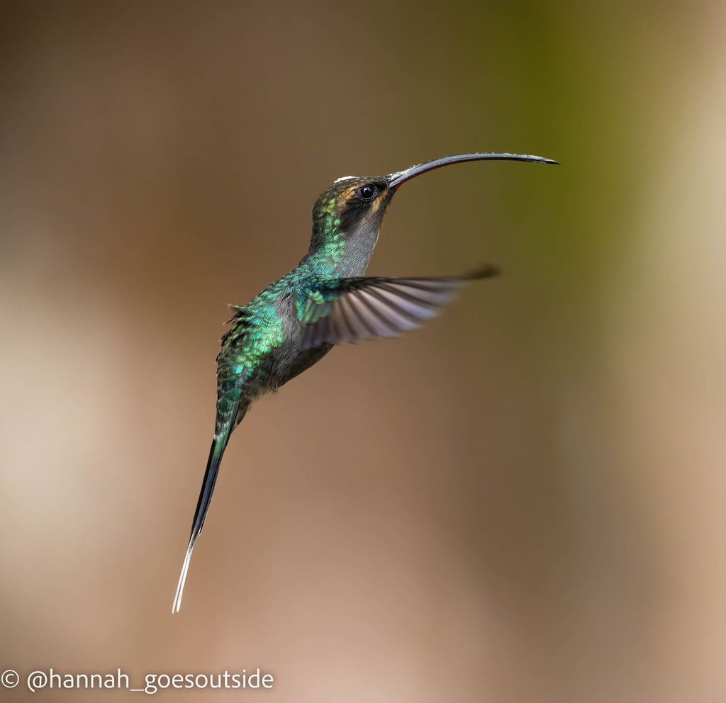 White-whiskered Hermit (Phaethornis yaruqui) photo