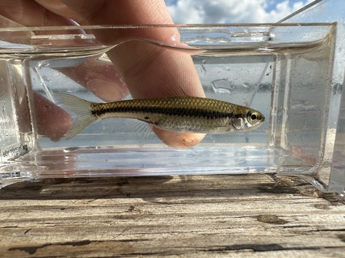Blackchin shiner (Notropis heterodon) — Cyprinidae — 5
