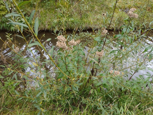 konopáč obyčajný (Eupatorium cannabinum)