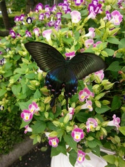Papilio maackii