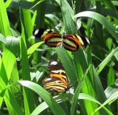 Heliconius ethilla