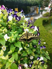 Papilio machaon hippocrates