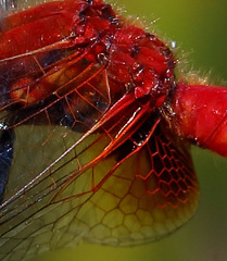 Aethriamanta nymphaeae