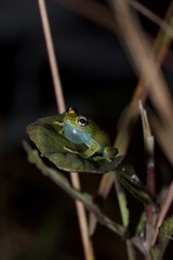 Red Spotted Bright-Eyed Frog photo 3