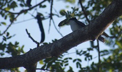 Tyrannus caudifasciatus