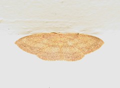 Cyclophora gigantula