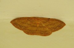 Cyclophora gigantula
