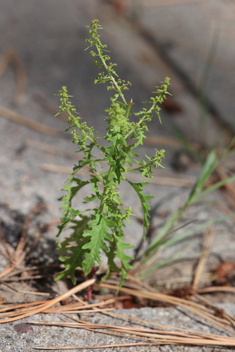 Image of Dysphania incisa by no rights reserved