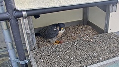 Falco peregrinus anatum