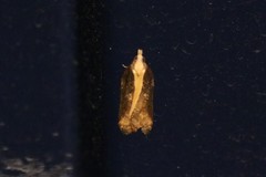 Acleris cristana