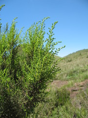 Erica evansii