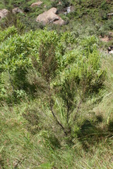 Erica evansii