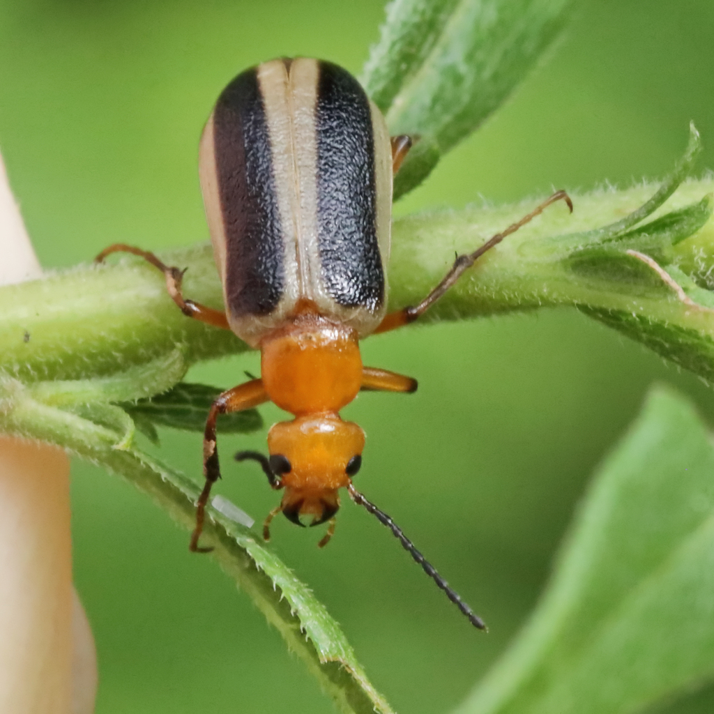 Zonitis bilineata