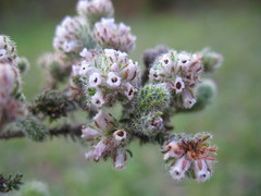 Erica reenensis