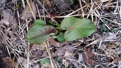 Rumex obtusifolius