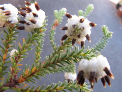 Erica cumuliflora
