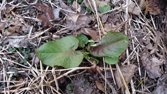 Rumex obtusifolius