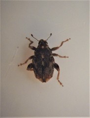 Hypurus bertrandi