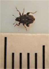 Hypurus bertrandi