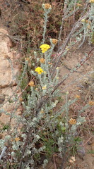 Pentzia dentata