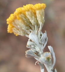 Pentzia dentata