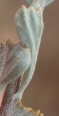 Pentzia dentata