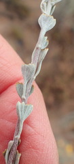 Pentzia dentata