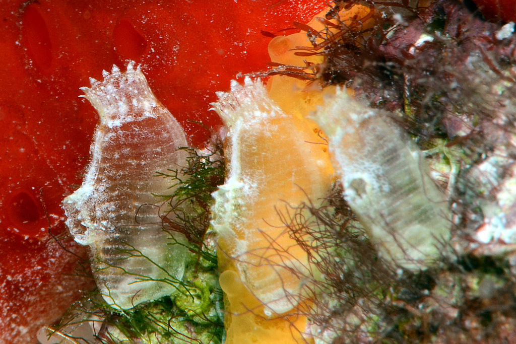 Ecteinascidia faaopa