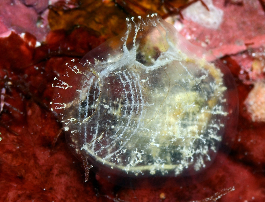 Ascidian