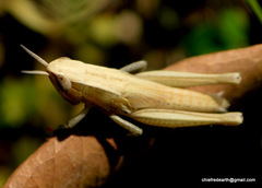 Acrididae