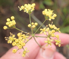 Lichtensteinia interrupta