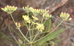Lichtensteinia interrupta