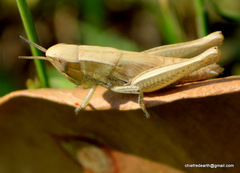 Acrididae