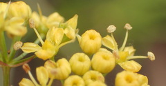 Lichtensteinia interrupta