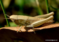 Acrididae