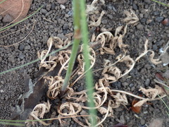 Lichtensteinia interrupta