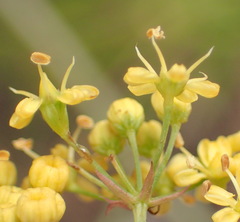 Lichtensteinia interrupta