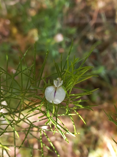 Nipple Fountainbush (Psoralea papillosa)
