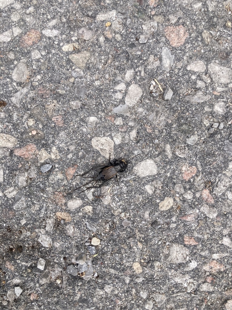 Fall Field Cricket from Riverview Park & Zoo, Peterborough, ON, CA on