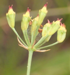 Lichtensteinia interrupta