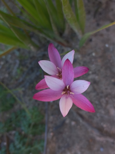 Geissorhiza erosa