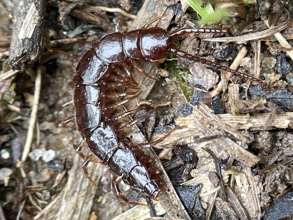 Lithobiidae in September 2023 by Peace · iNaturalist