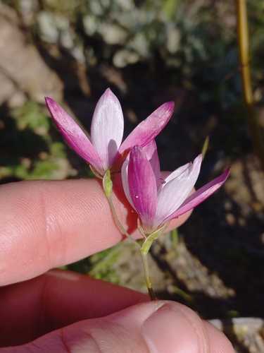 Geissorhiza erosa