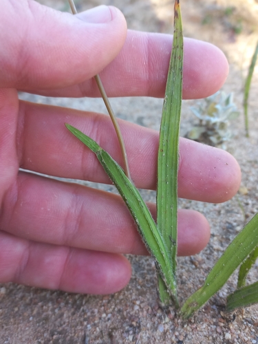 Geissorhiza erosa