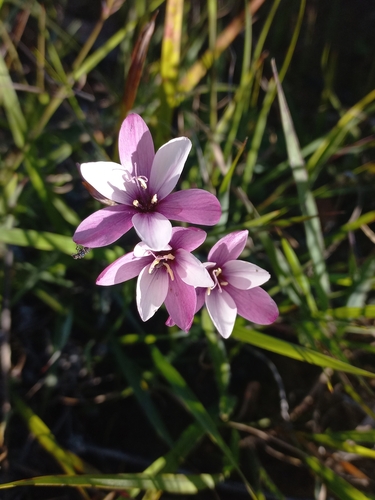Image of Geissorhiza erosa by (c) Brian du Preez, some rights reserved (CC BY-SA)
