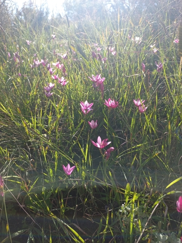 Image of Geissorhiza erosa by (c) Brian du Preez, some rights reserved (CC BY-SA)