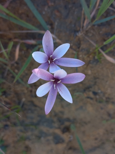 Geissorhiza erosa